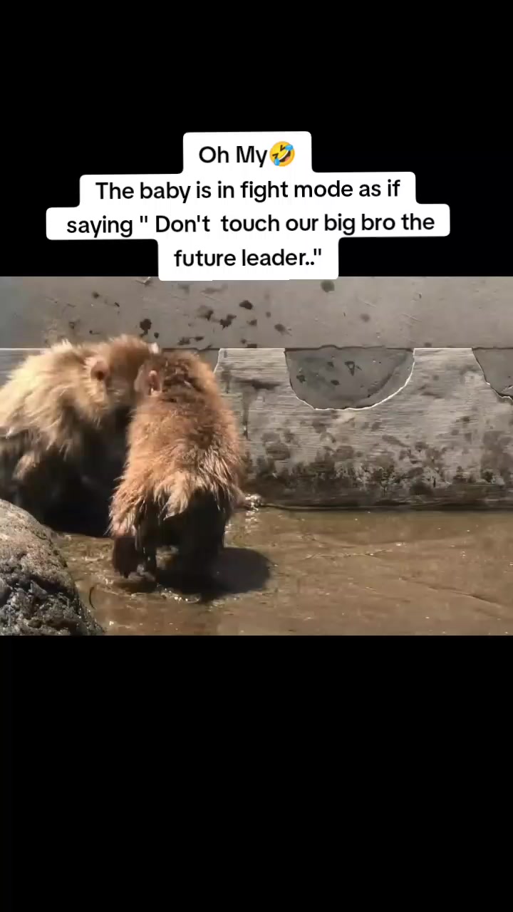 @Mochi/Rusty