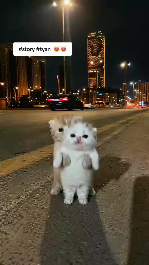 @๐ก๏ธ//PREDATOR// โฃ๏ธ