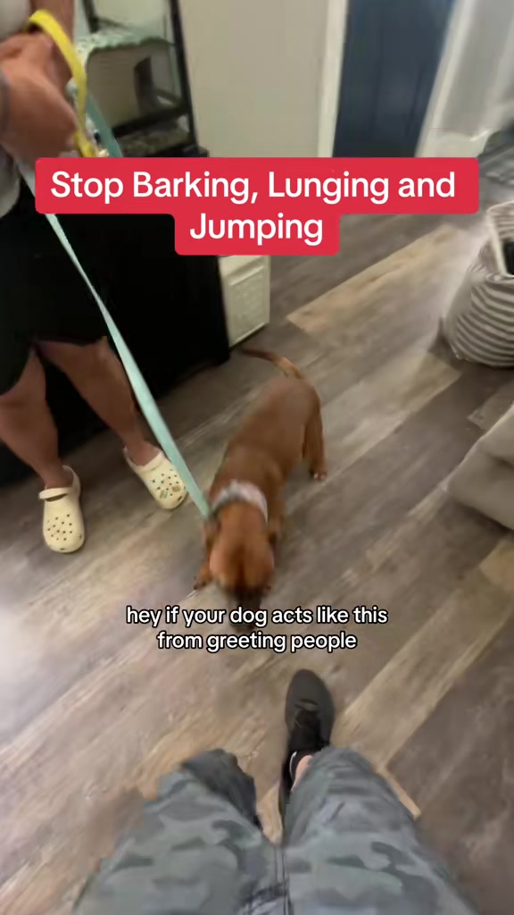 @Best Buddy Dog Trainer LLC