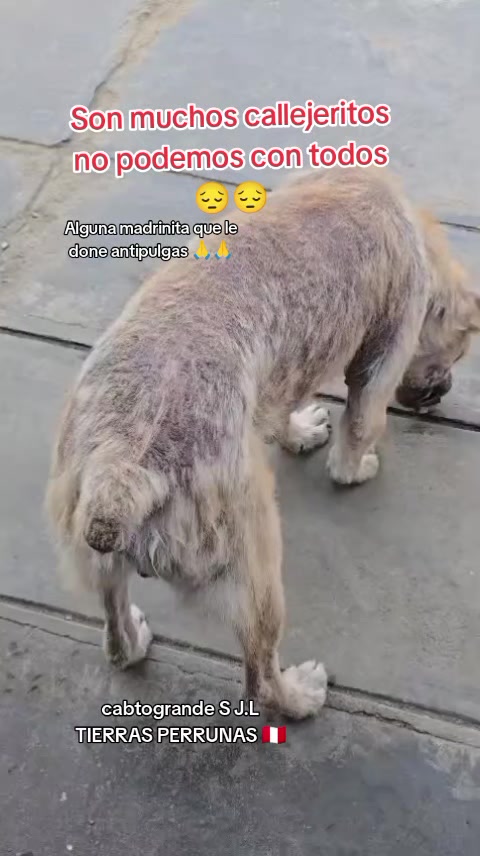 @Asociación T.Perrunas🐕🐈🇵🇪