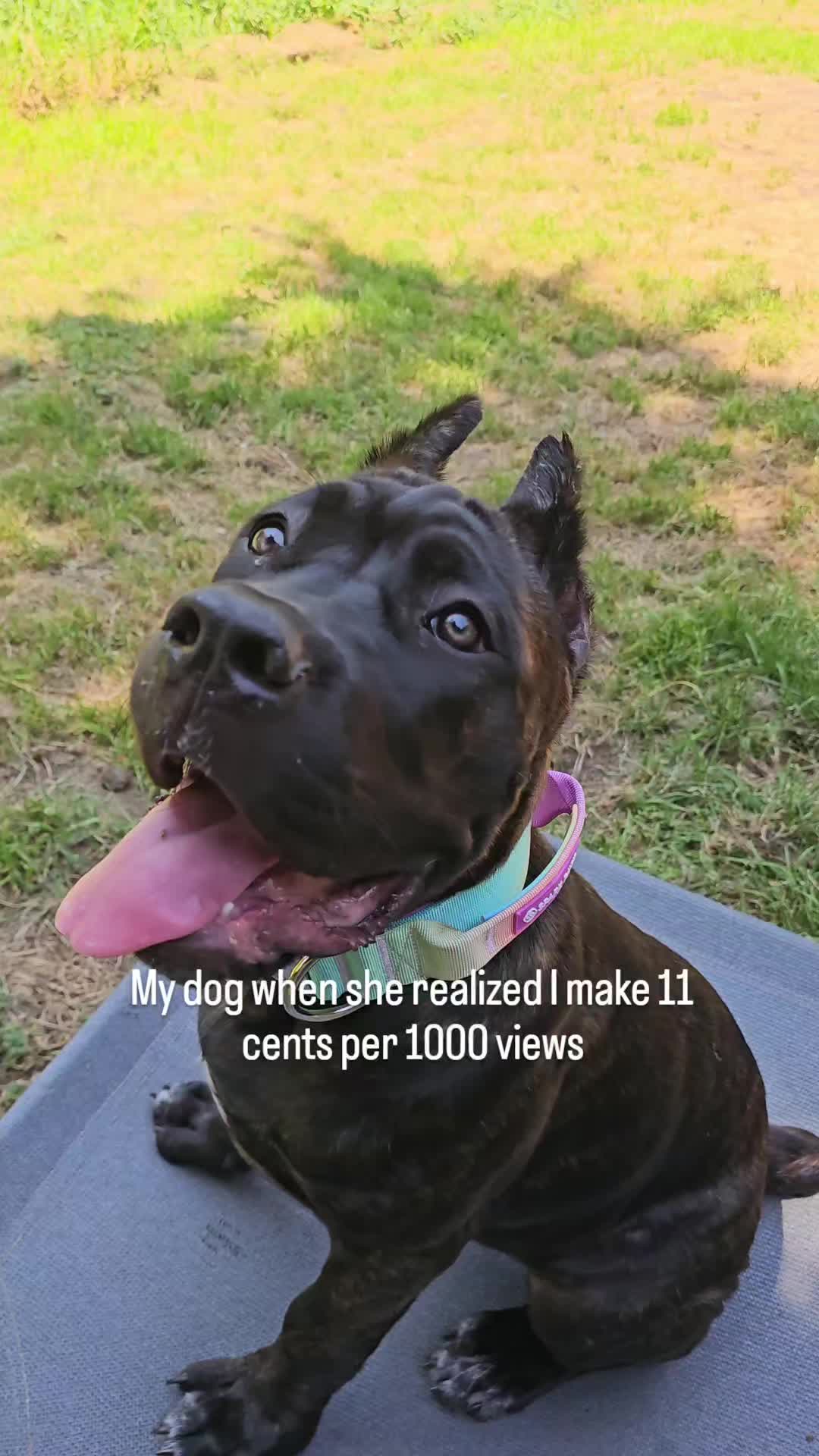 @SalmonCreekCaneCorso