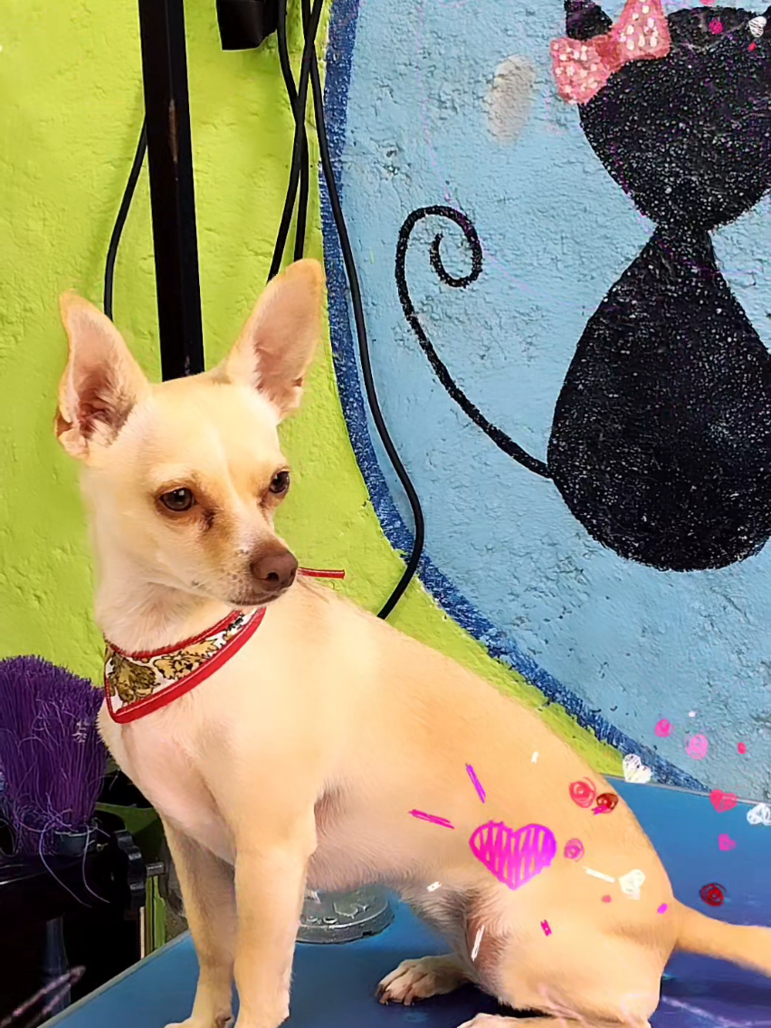 @💈🐾DOG GROOMER🐾💈