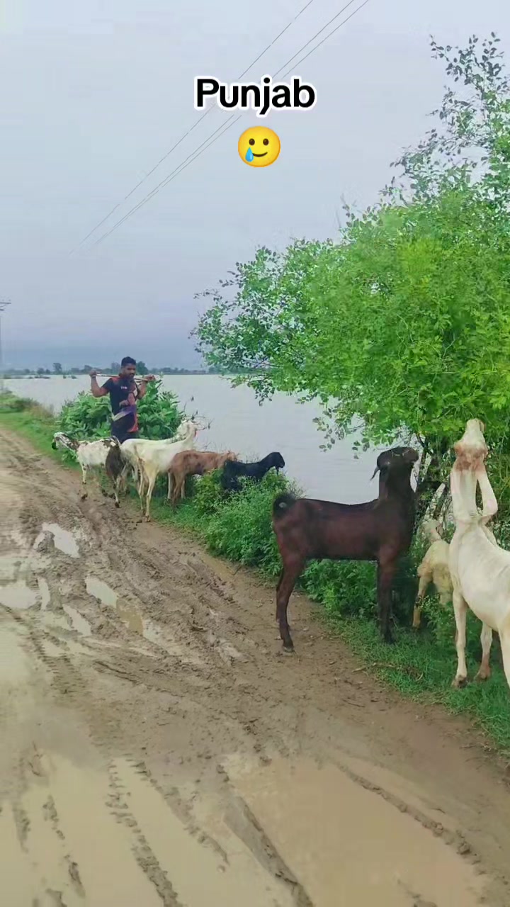 @Mr Chandu Bhai 🦅🤞🦁