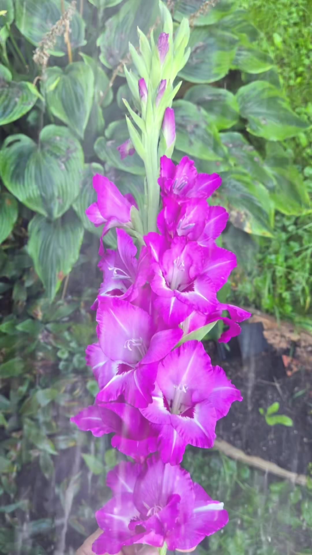 @J_C_P_A_🌺