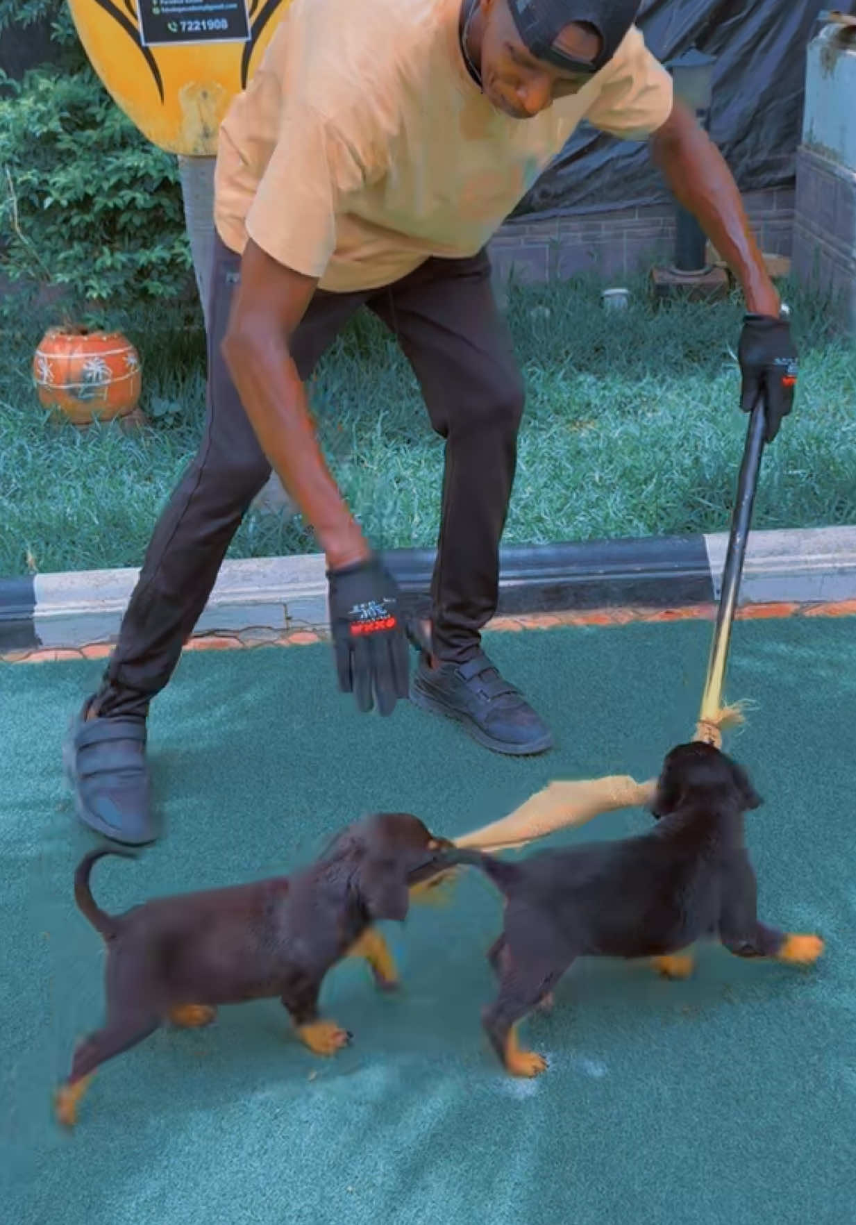 @Dog Master