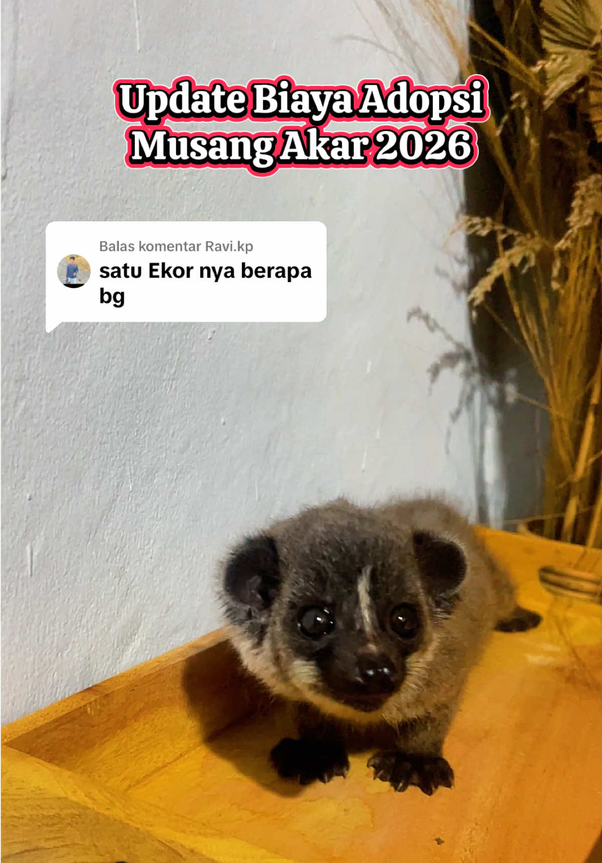 @monster_akar