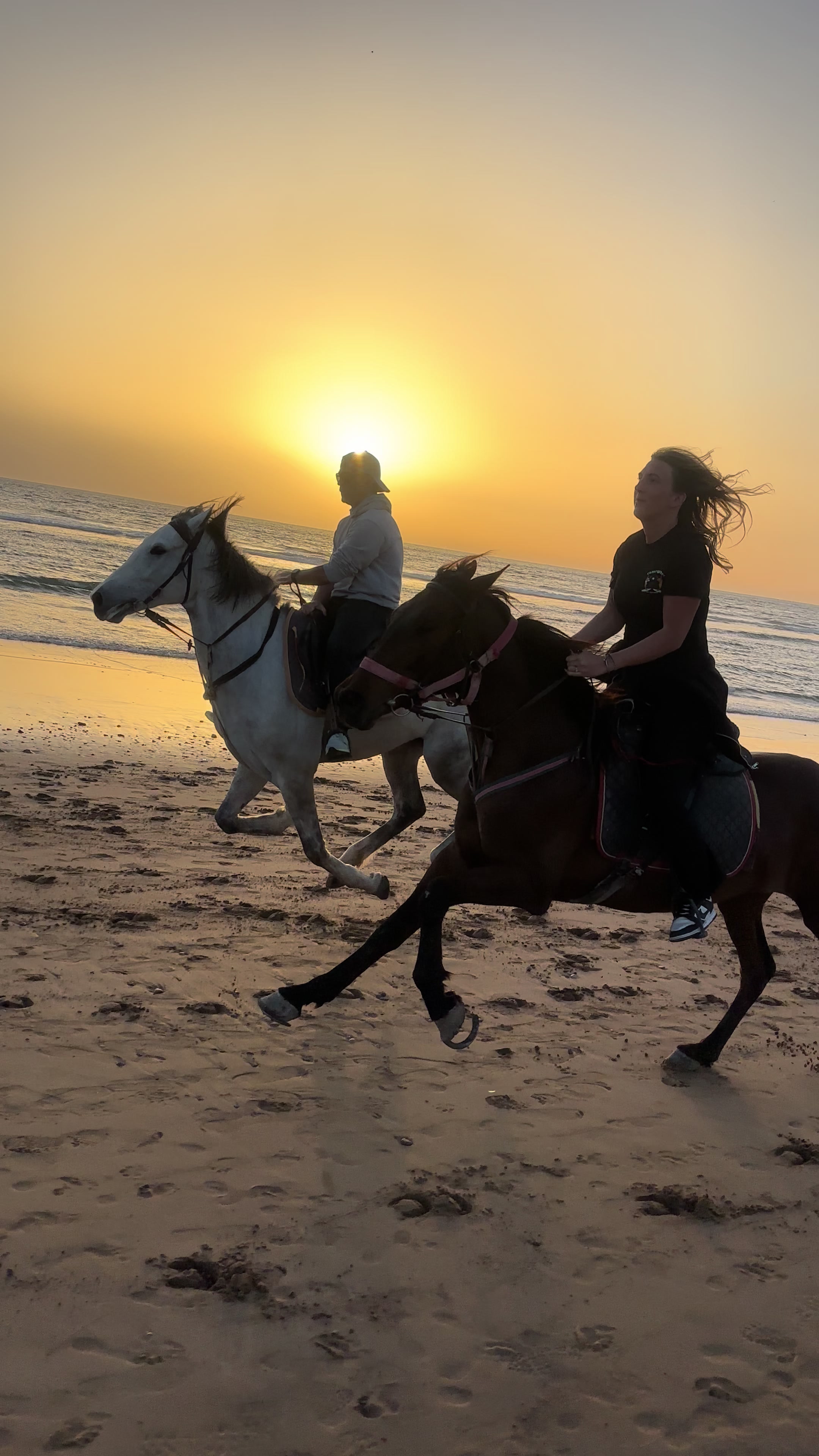 @Cheval_agadir