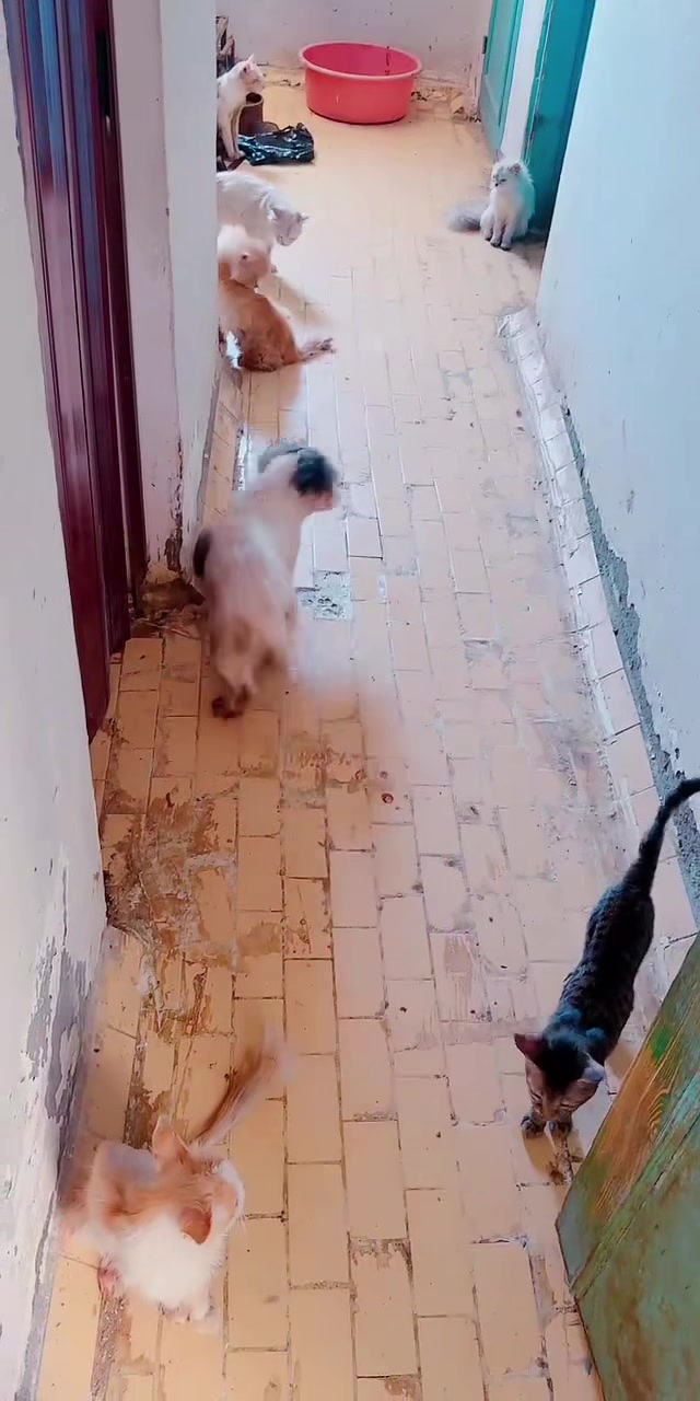 @mohammed and his cats😺
