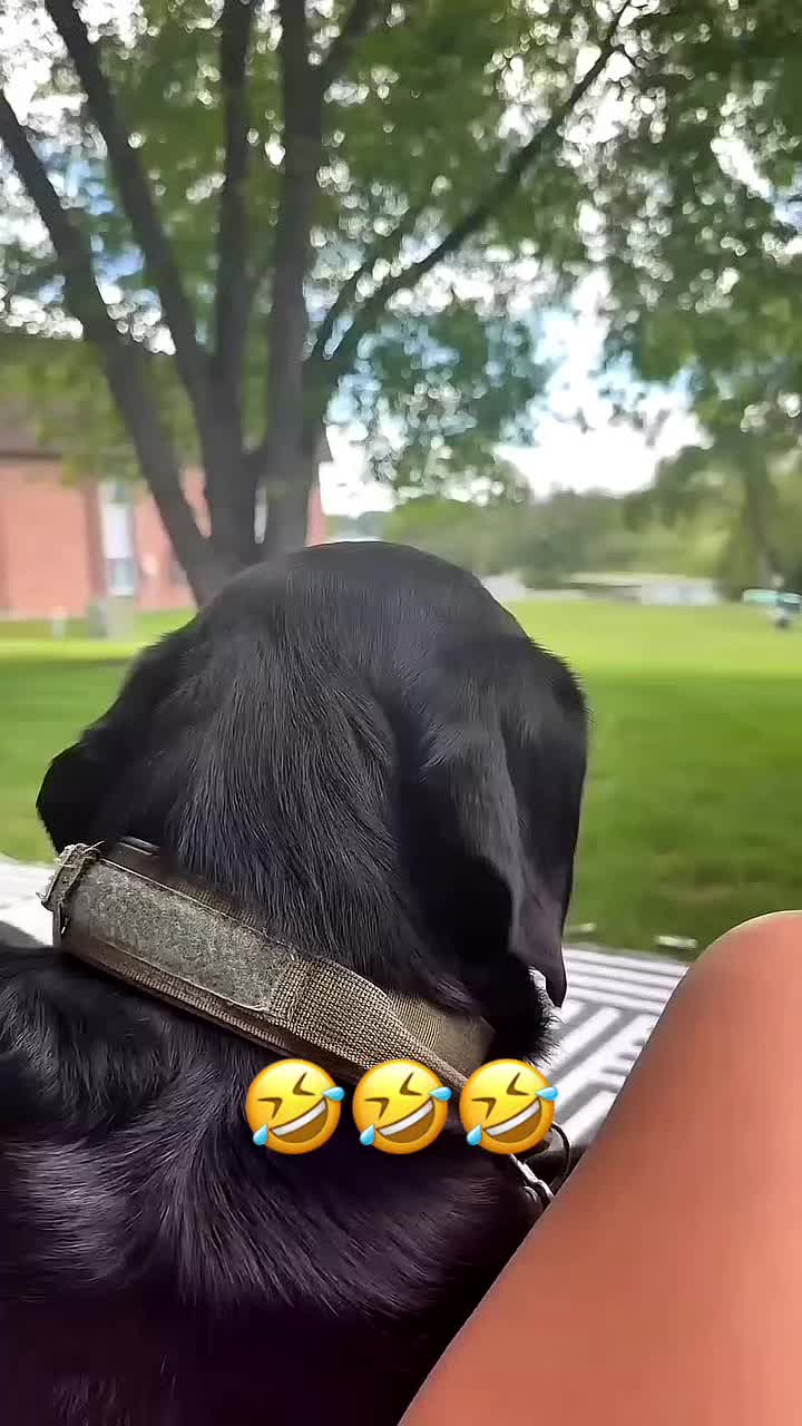 @Funny_pets