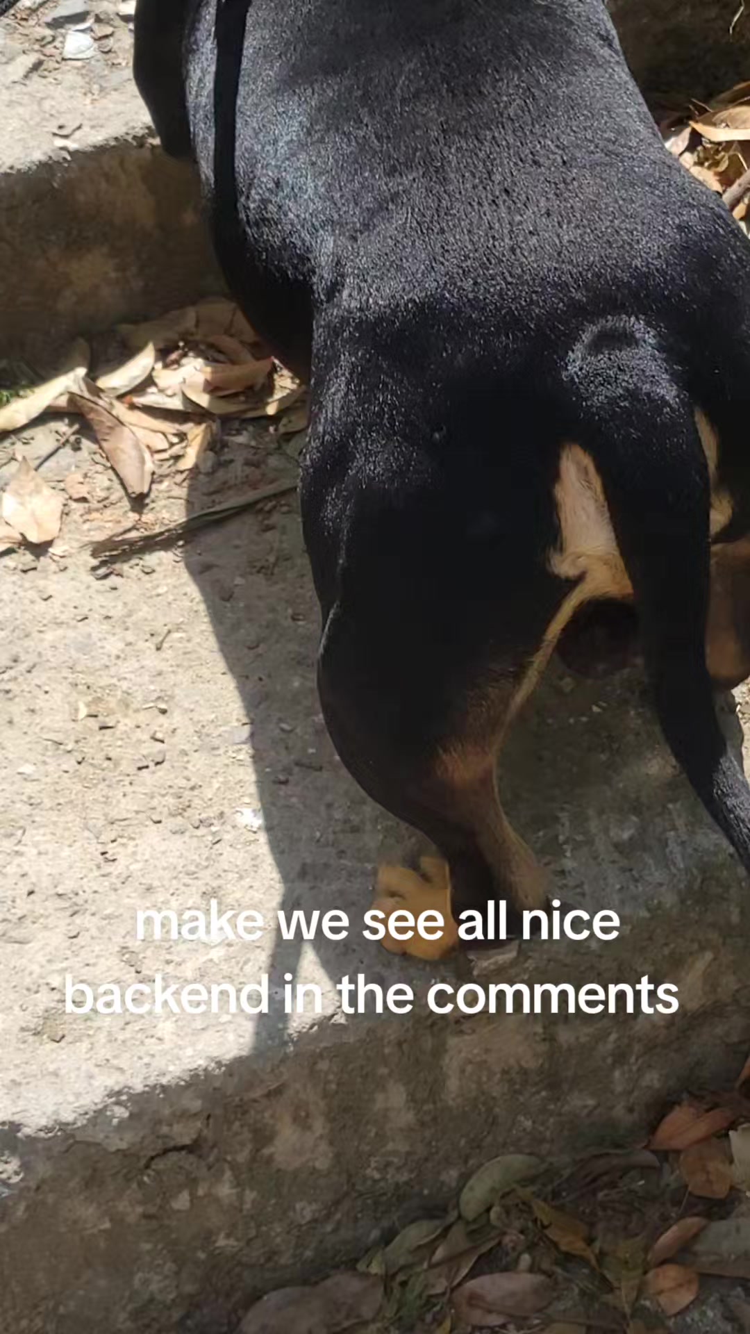 @machinesquad kennel