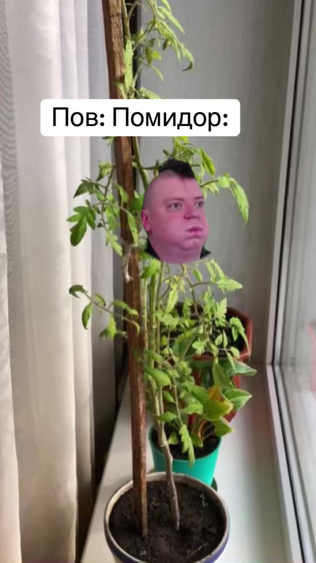 @Alfacentawra