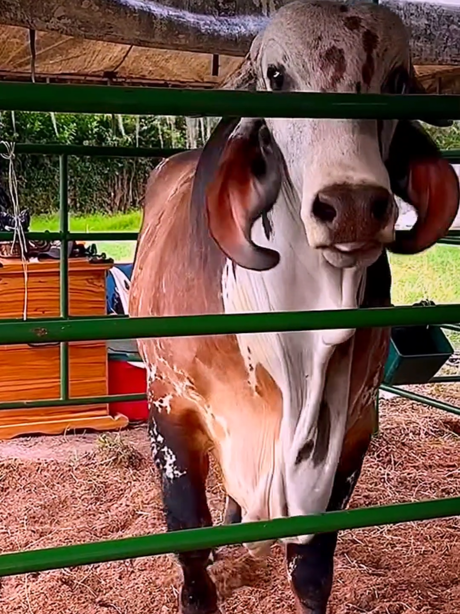 @Animals Lover Rifat
