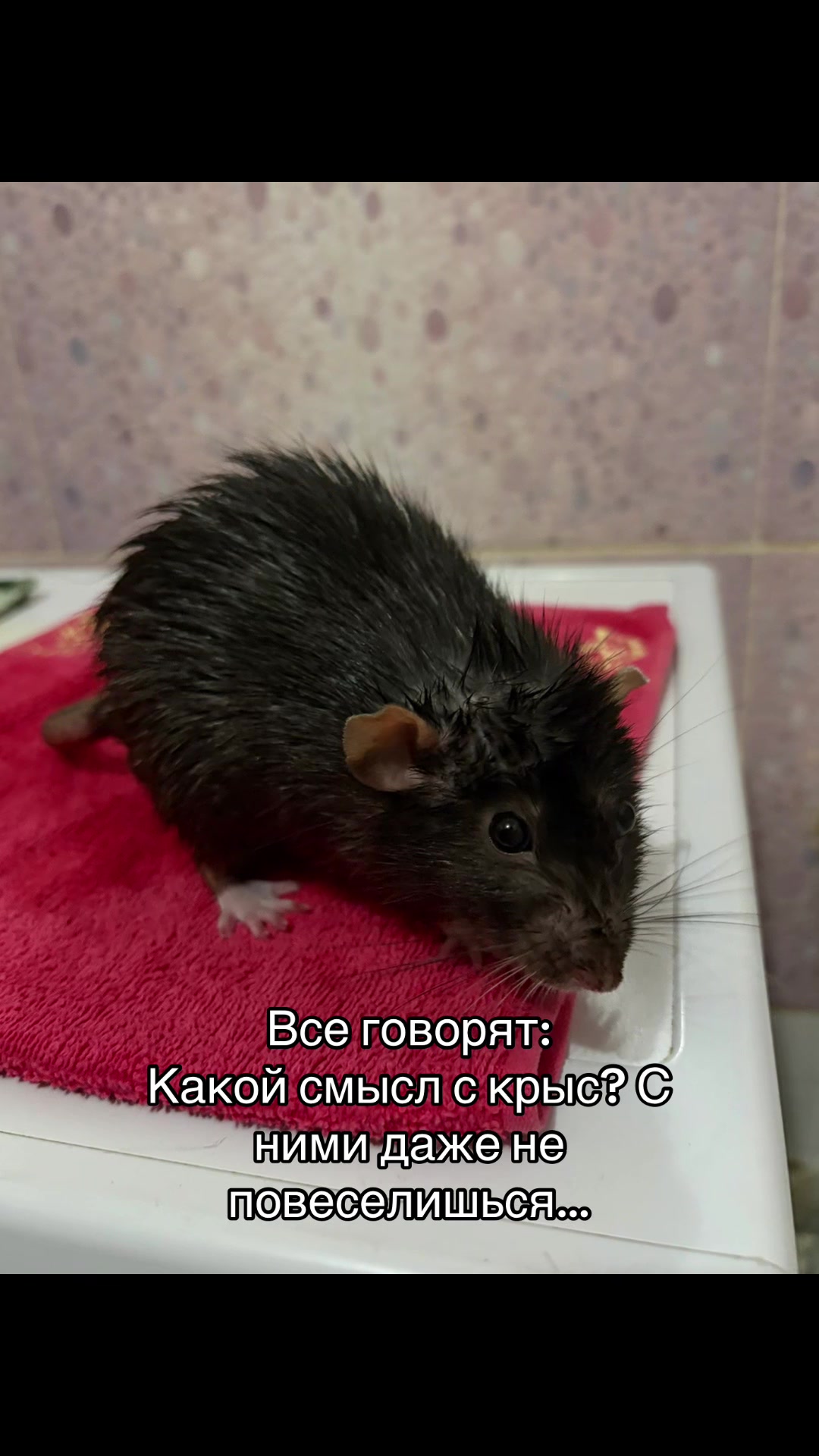 @Мотик🐍