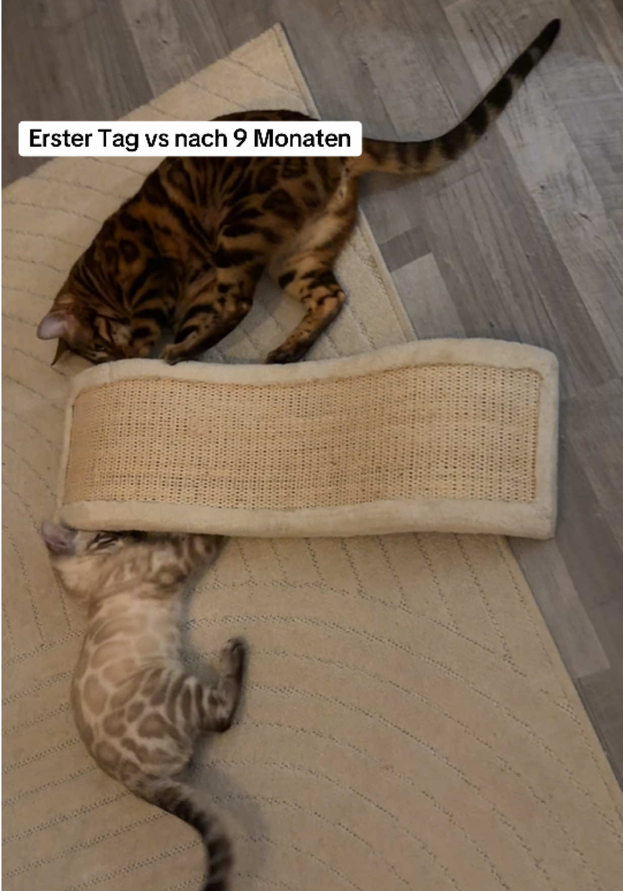 @Cat Mommy 🐆🤎