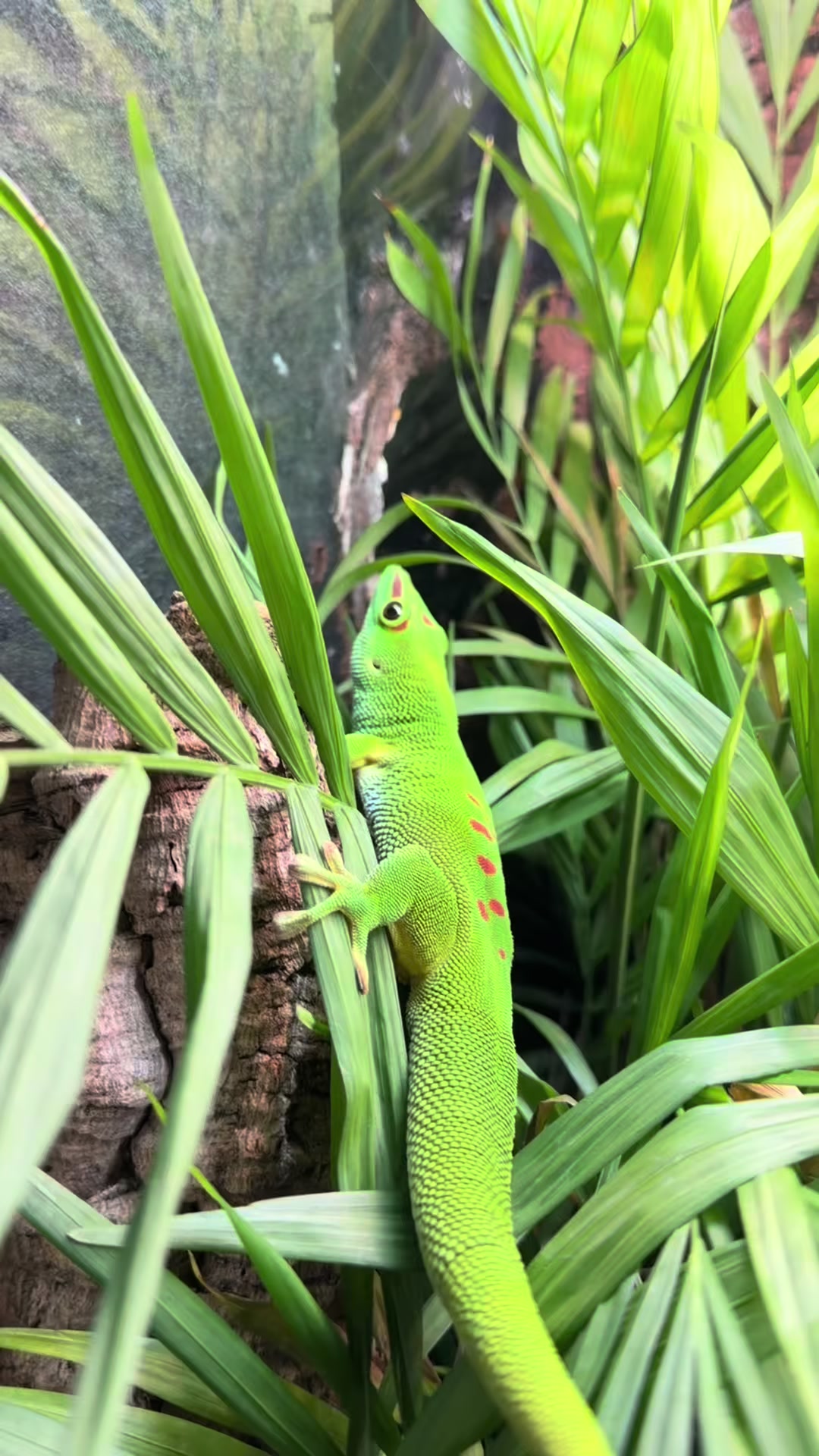 @Reptile Source