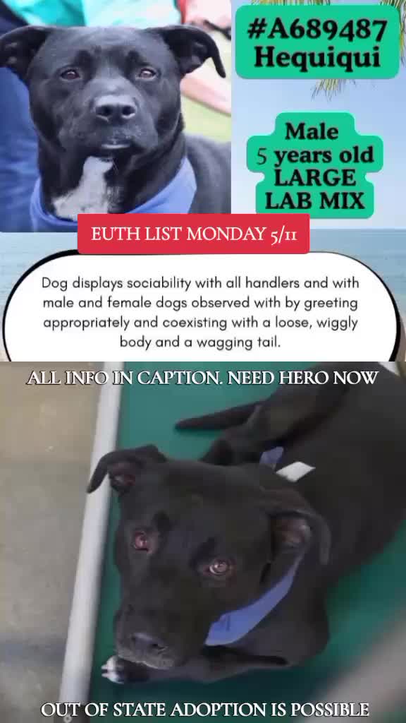 @@rescuedogs911