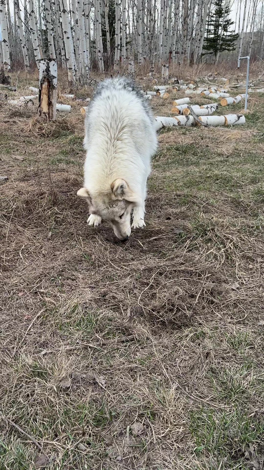 @Yamnuska Wolfdog Sanctuary