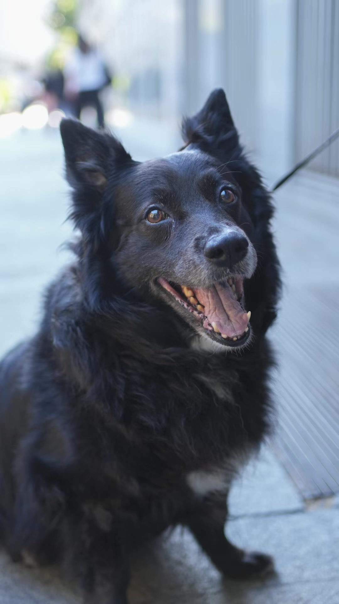 @Doggodaiily
