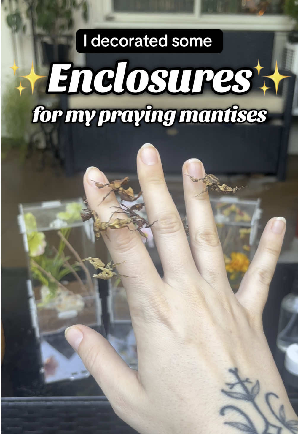@Mythic Mantis