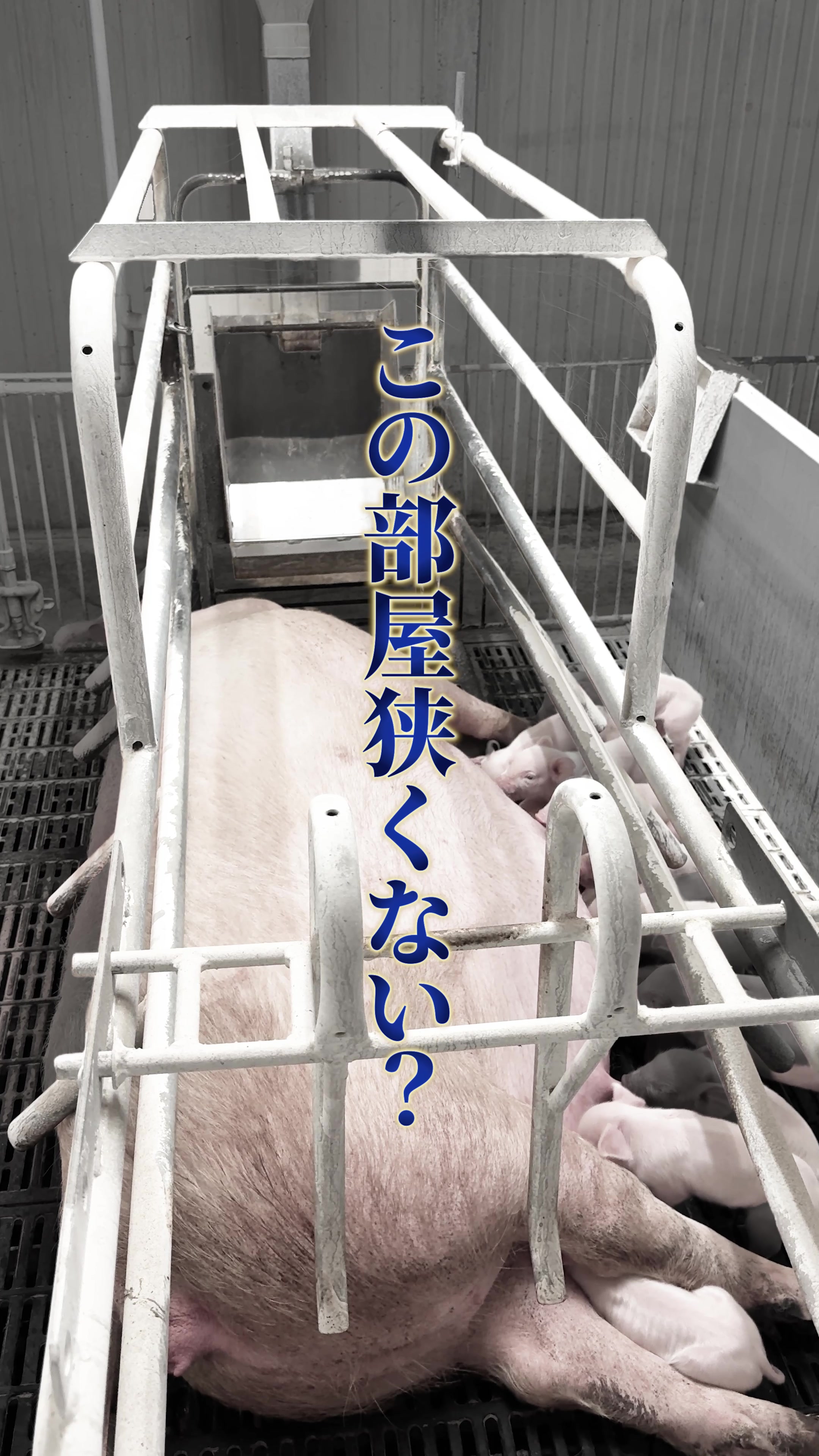 @豚肉オンラインショップ
