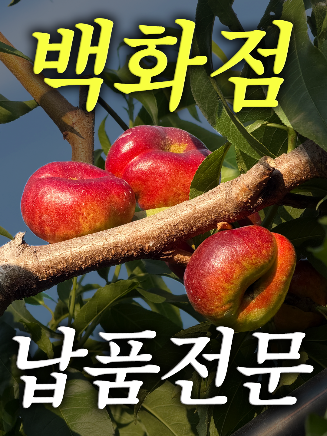 @해운대송사장