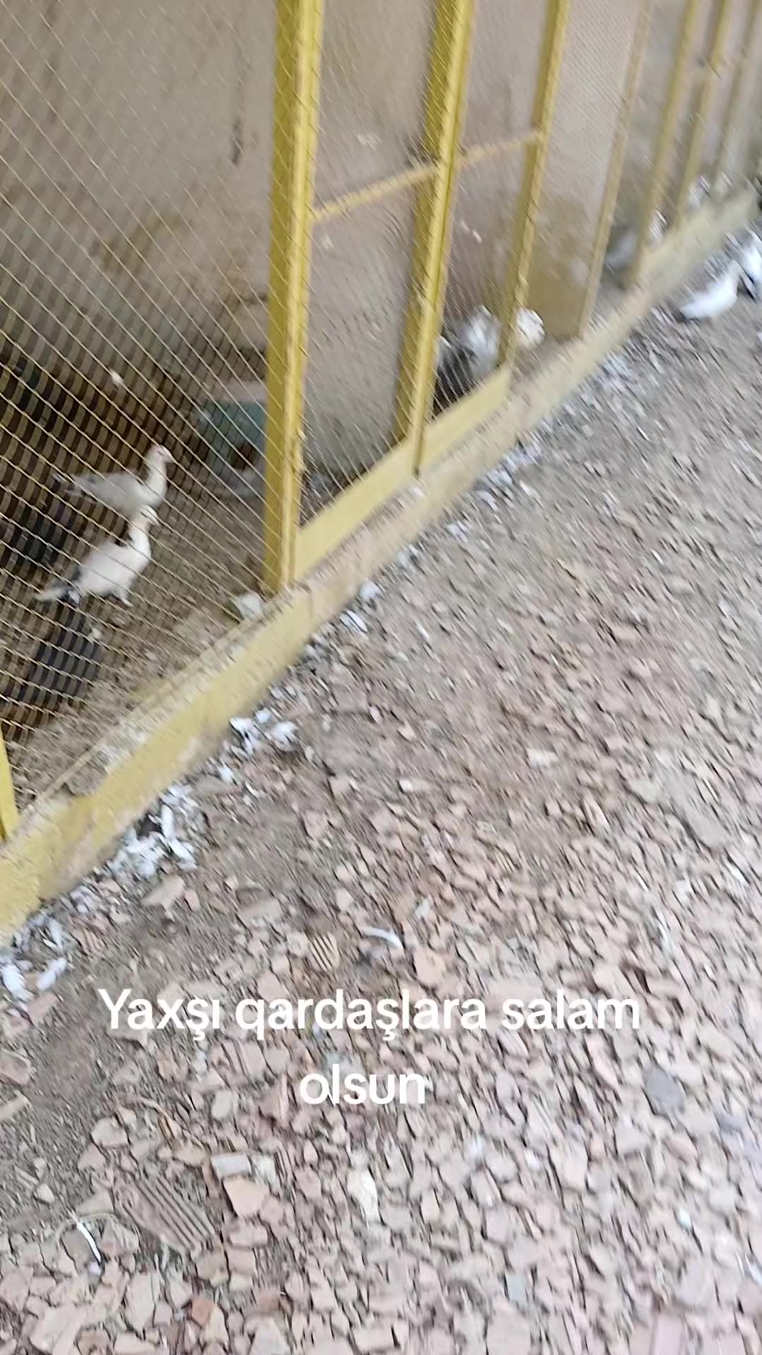 @Fəqamin.52