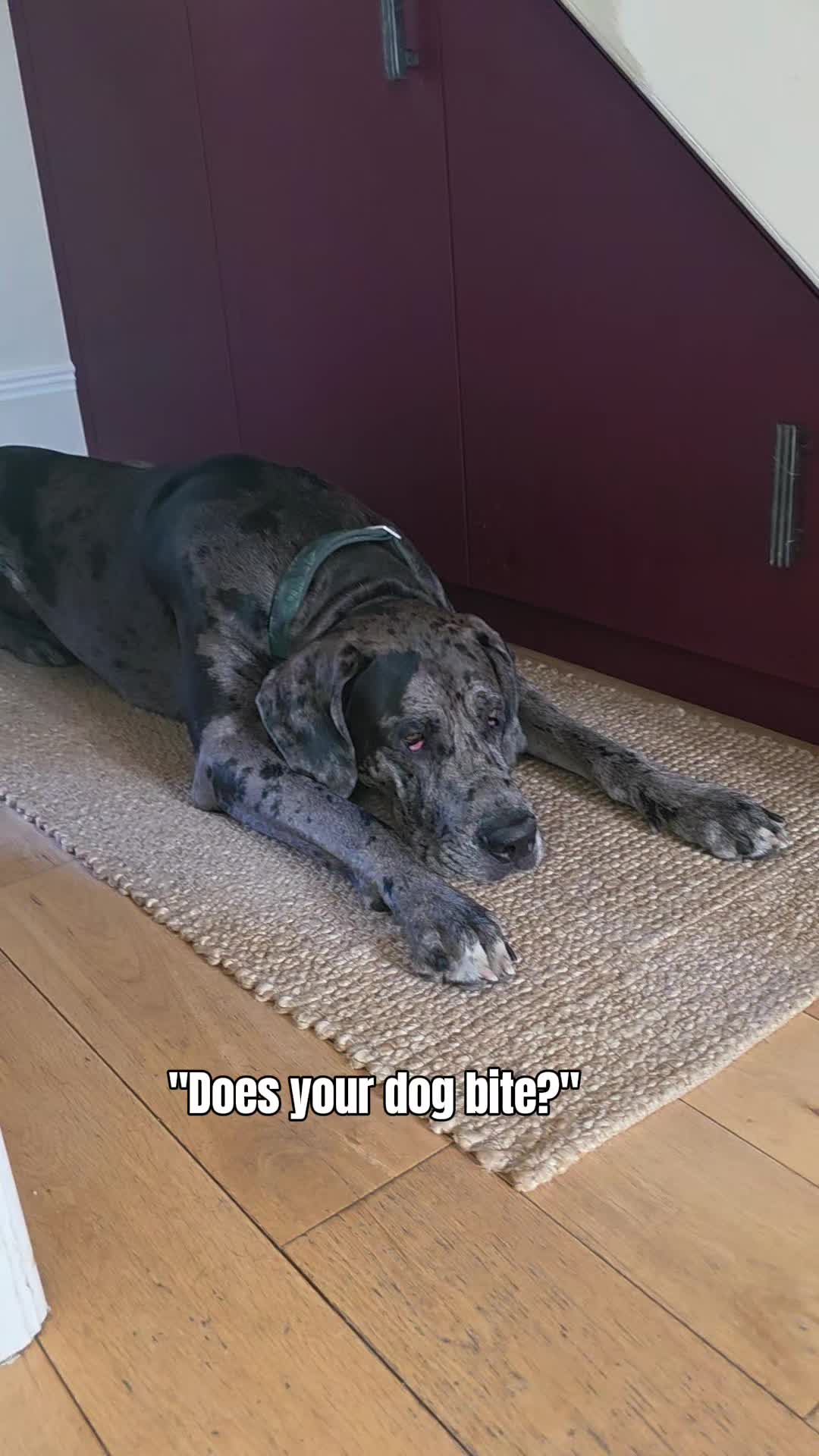 @Magnus the GREAT DANE