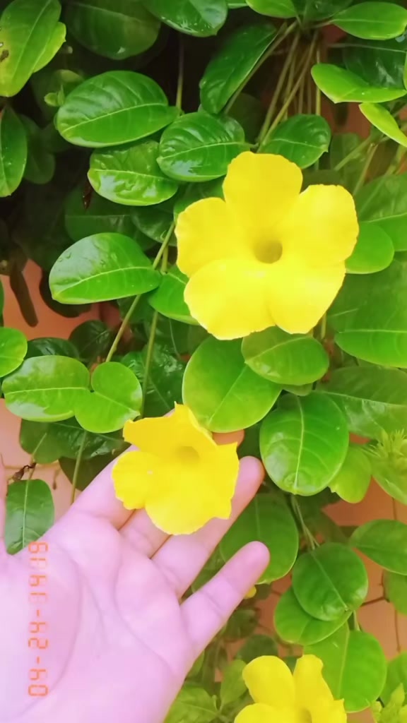 @Ayeshaarain