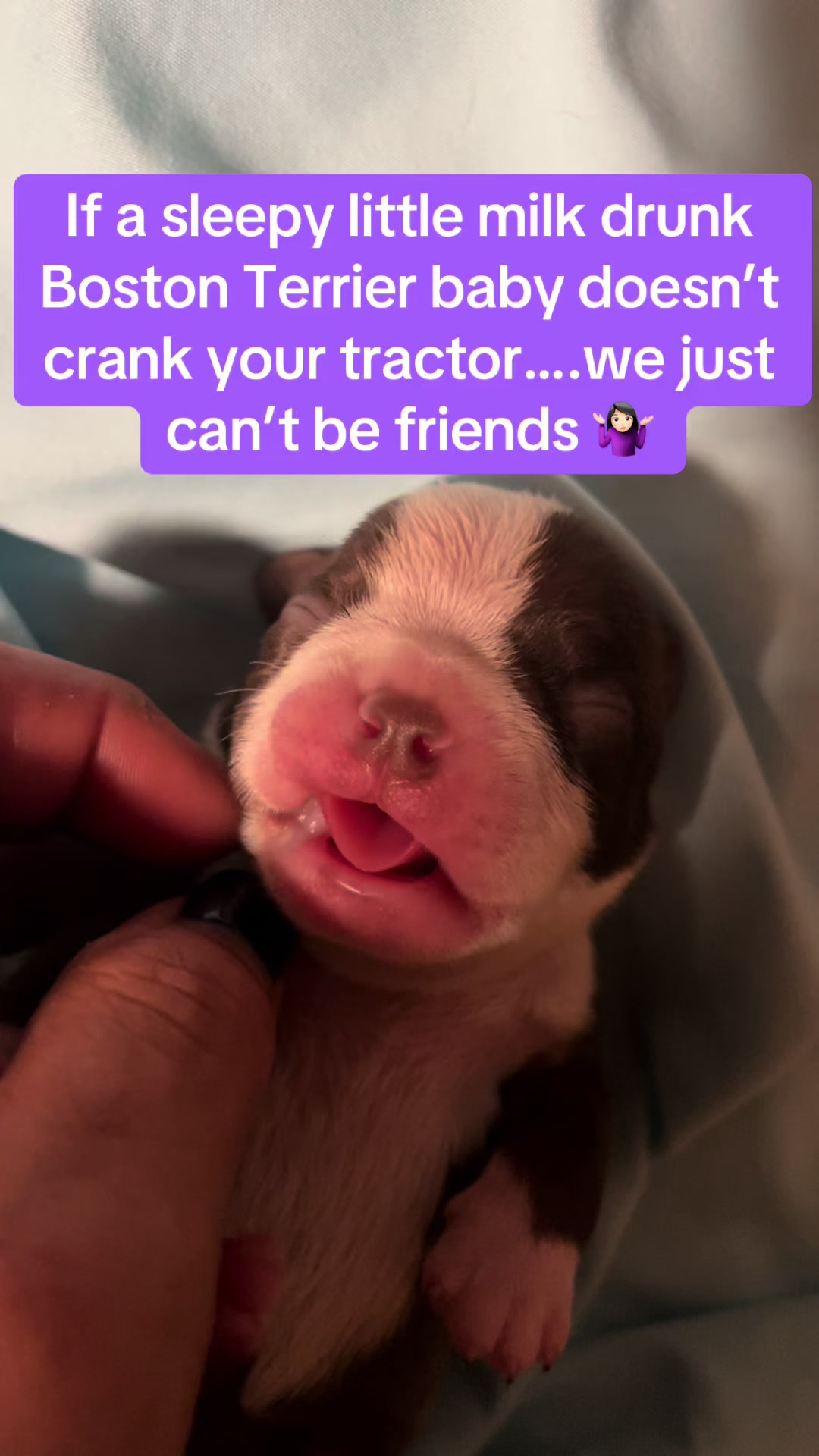 @SE Boston Terriers