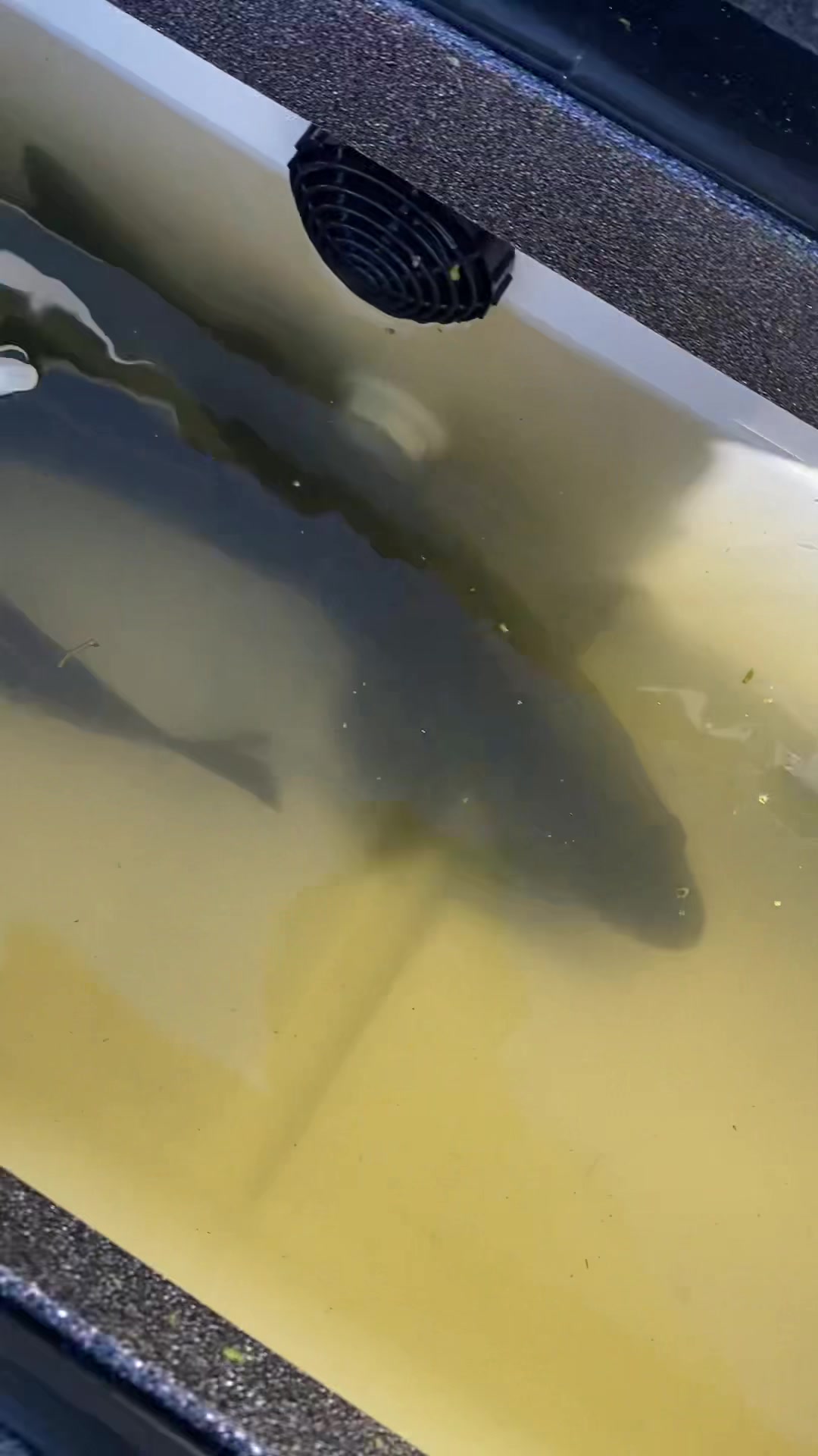 @chadsfishin