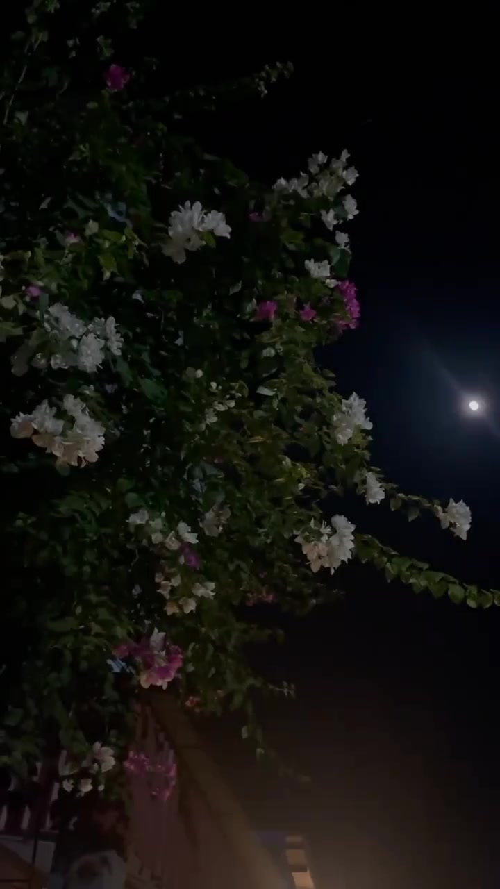 @𝐒ᡣ𐭩࣪⋆