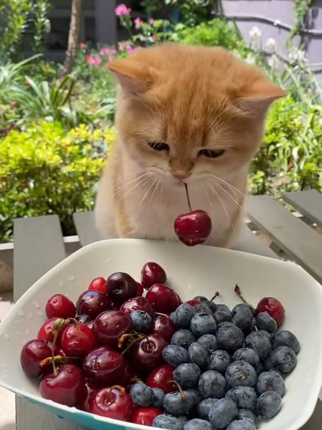 @Chonky World Of Cats