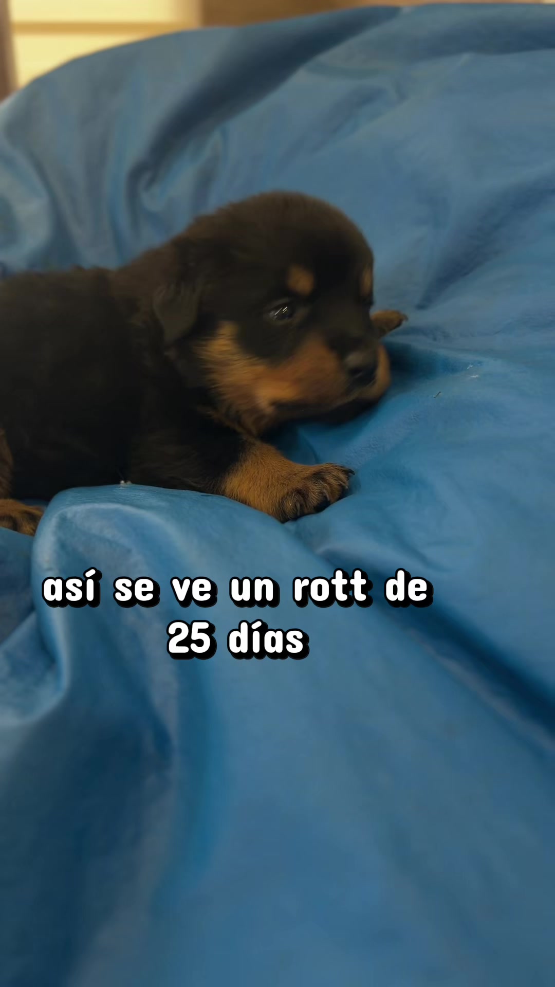 @I love DOGS