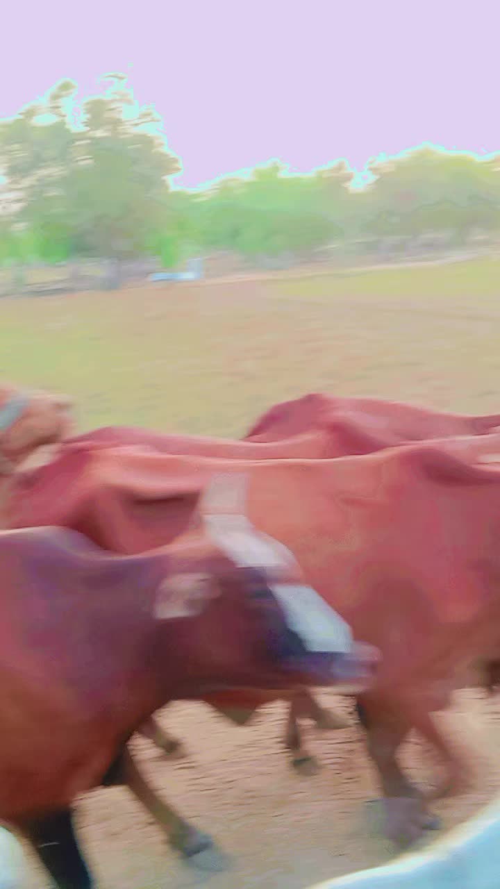 @MazharAli Bhatti 295