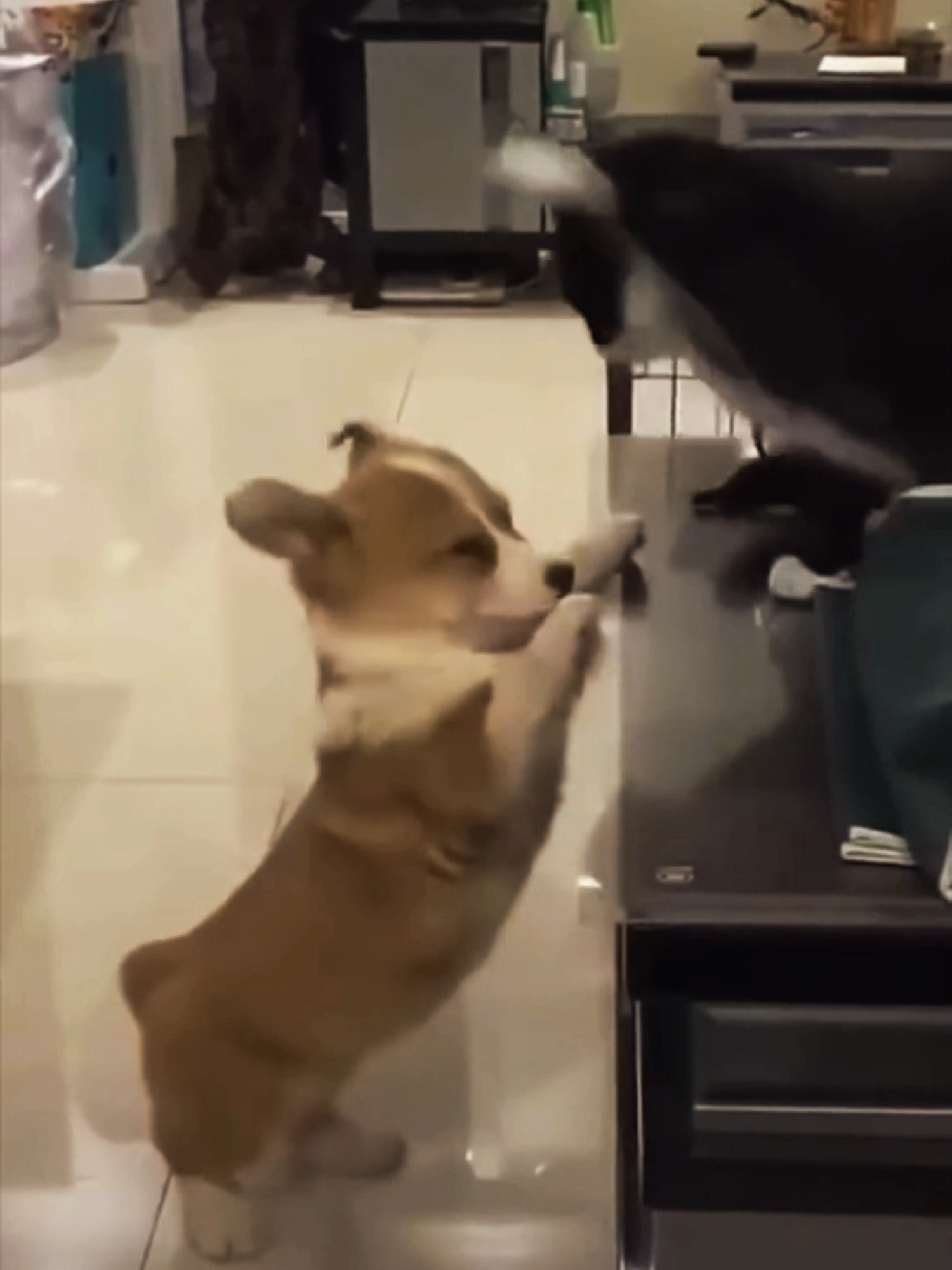 @AnimalAnticsArcade
