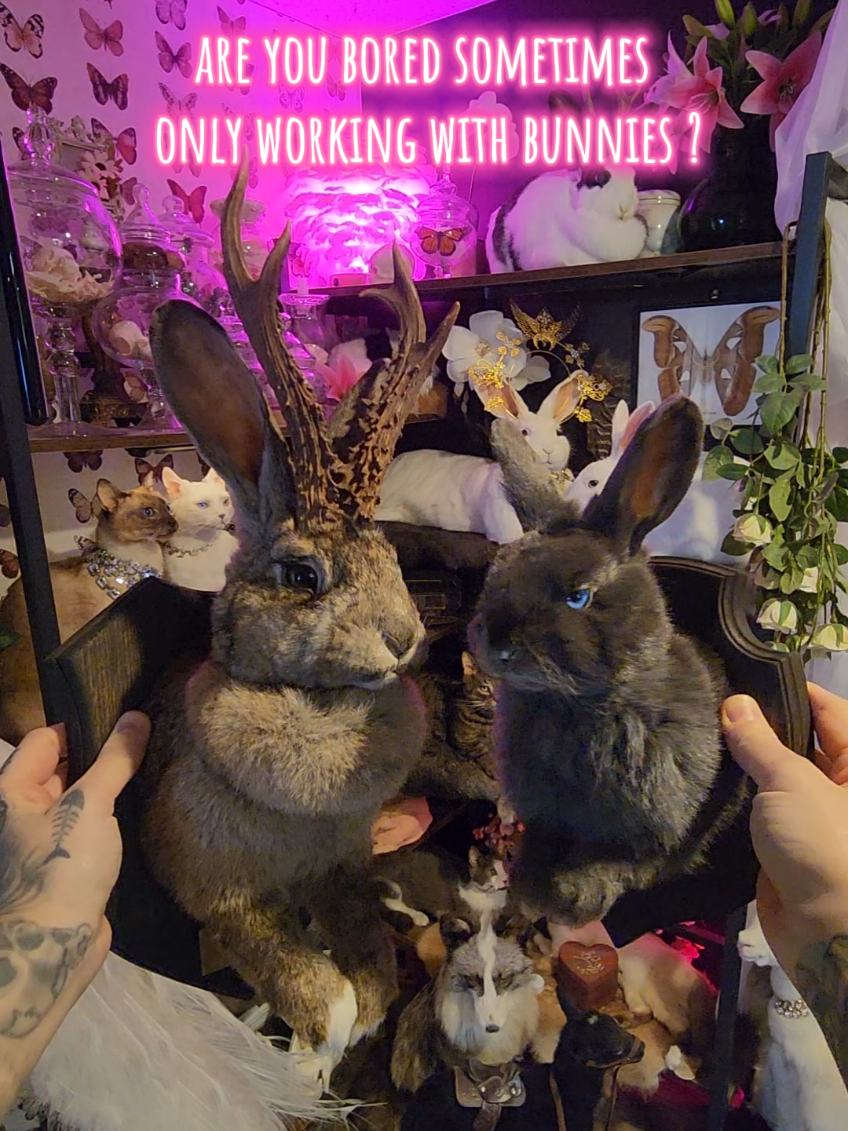 @May Jackalope Taxidermy 🇨🇦