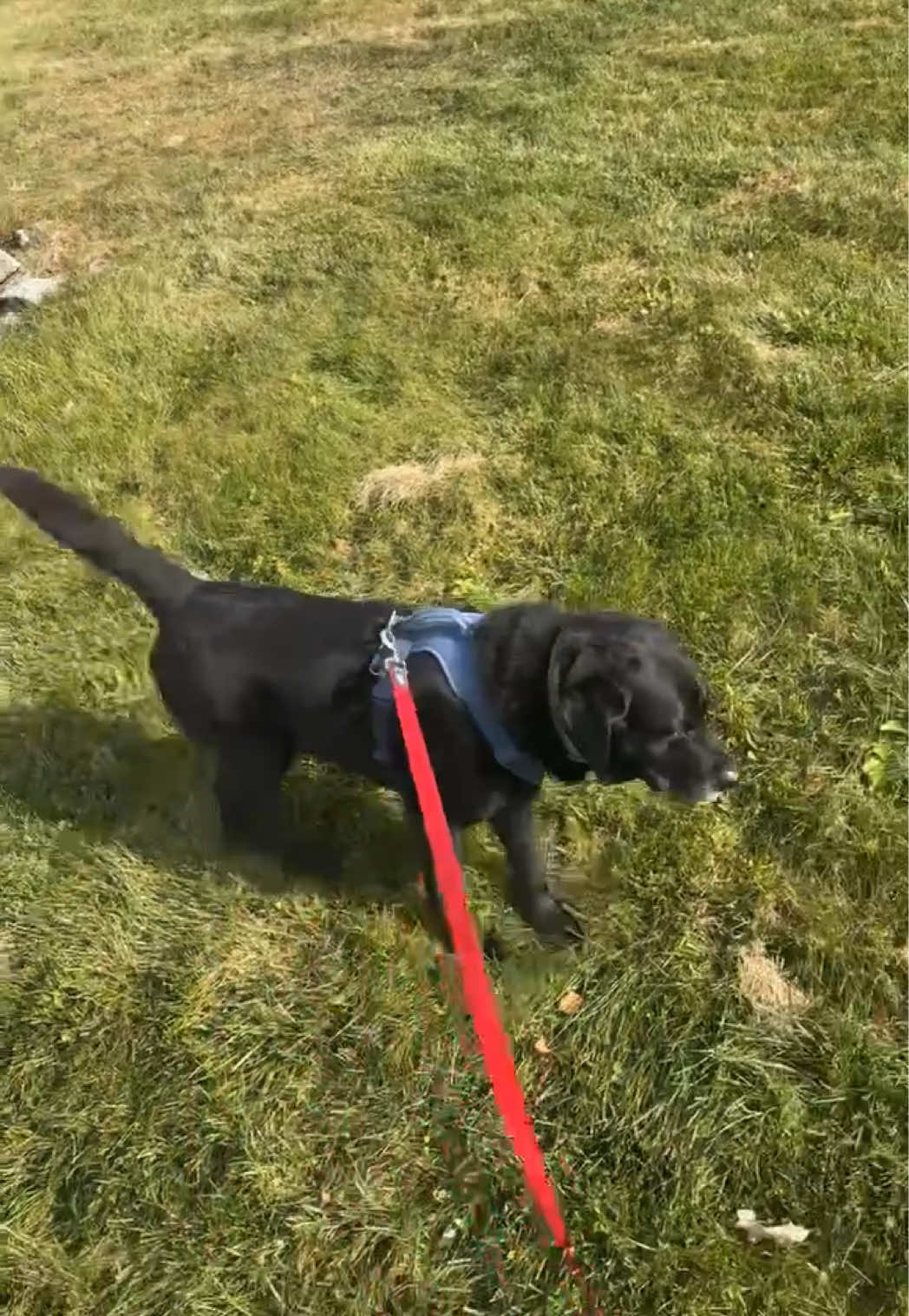 @rubenblacklab