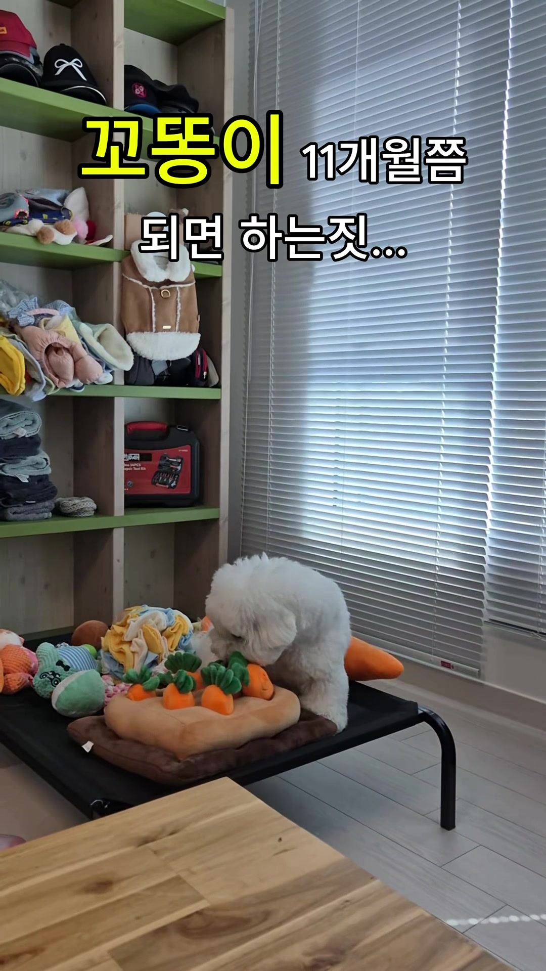 @꼬똥로리