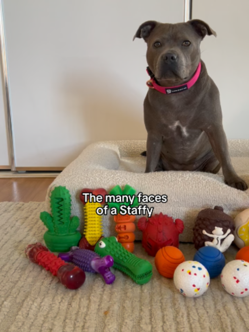 @Happy Staffy Co