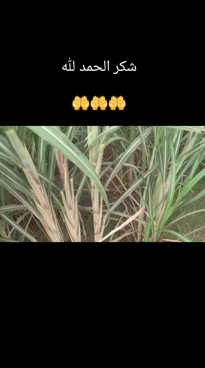 @Malik Sajid