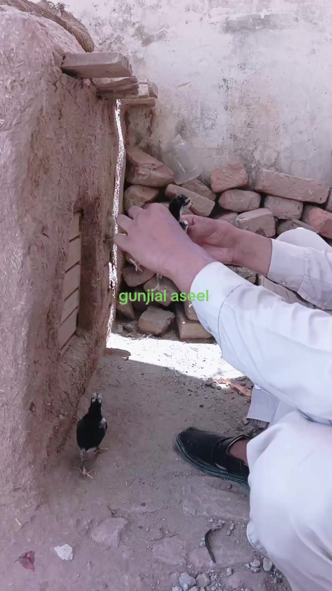 @Gunjial Aseel magazine