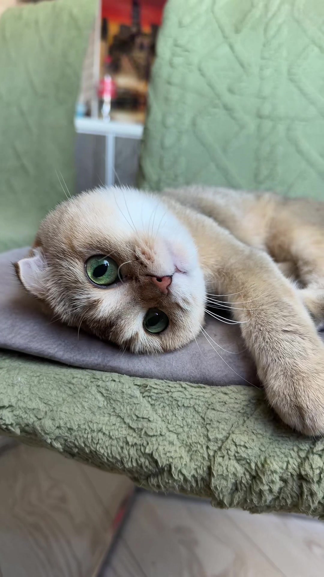 @Cat&Kittens