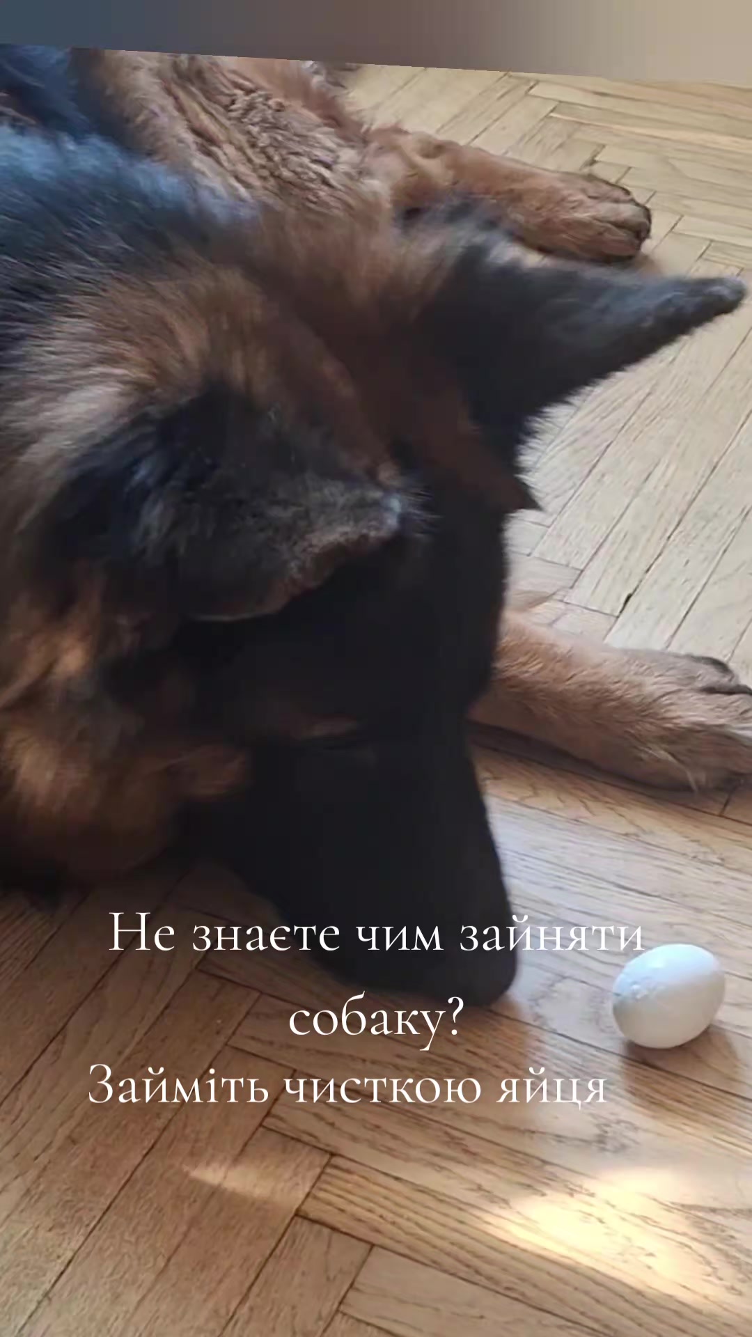 @МАТЬ ДРАКОНІВ🤣