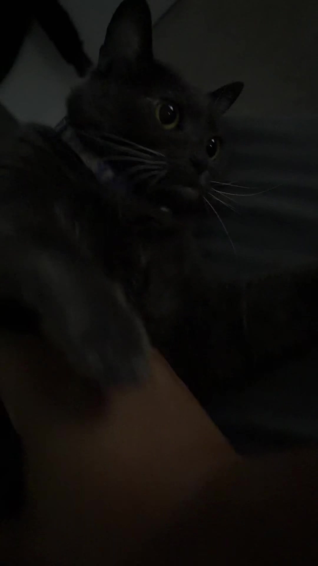 @zeldathecutecat