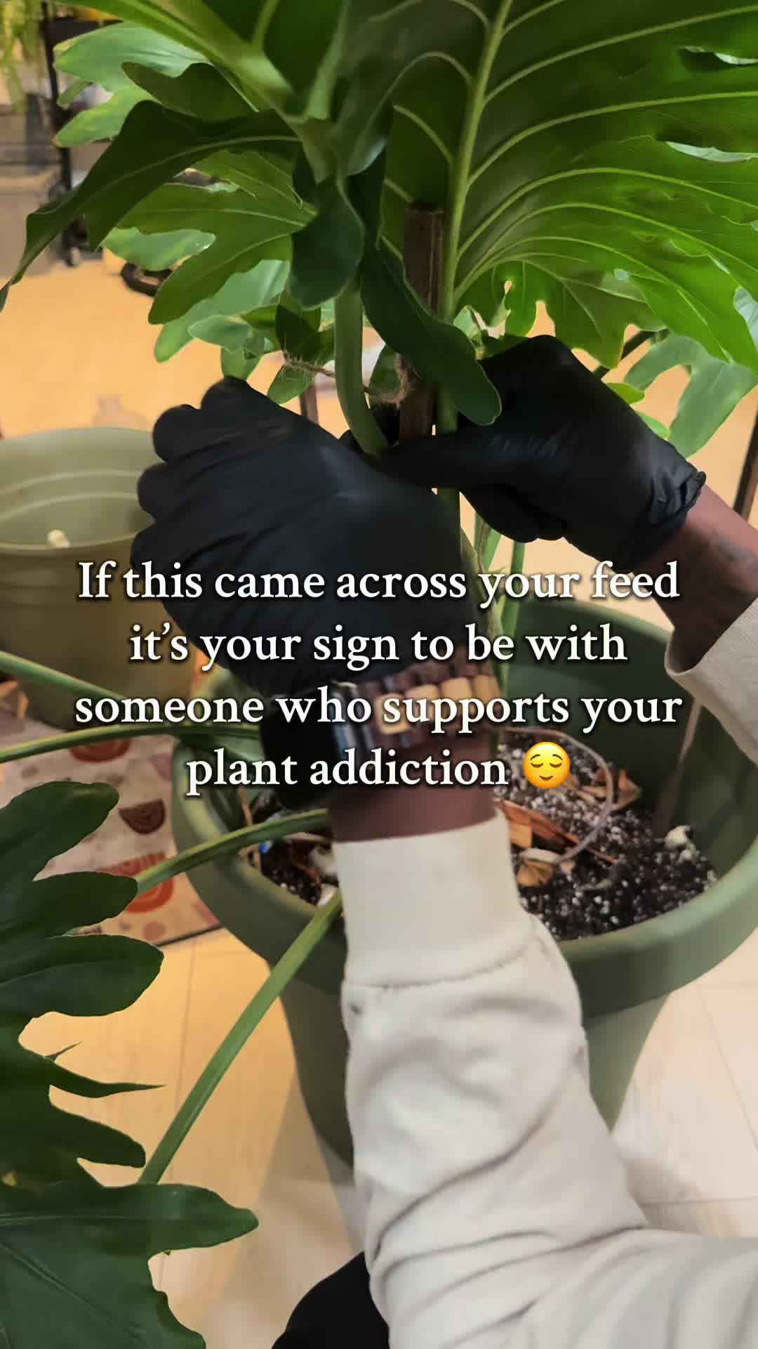 @plant_trappin_apothecary