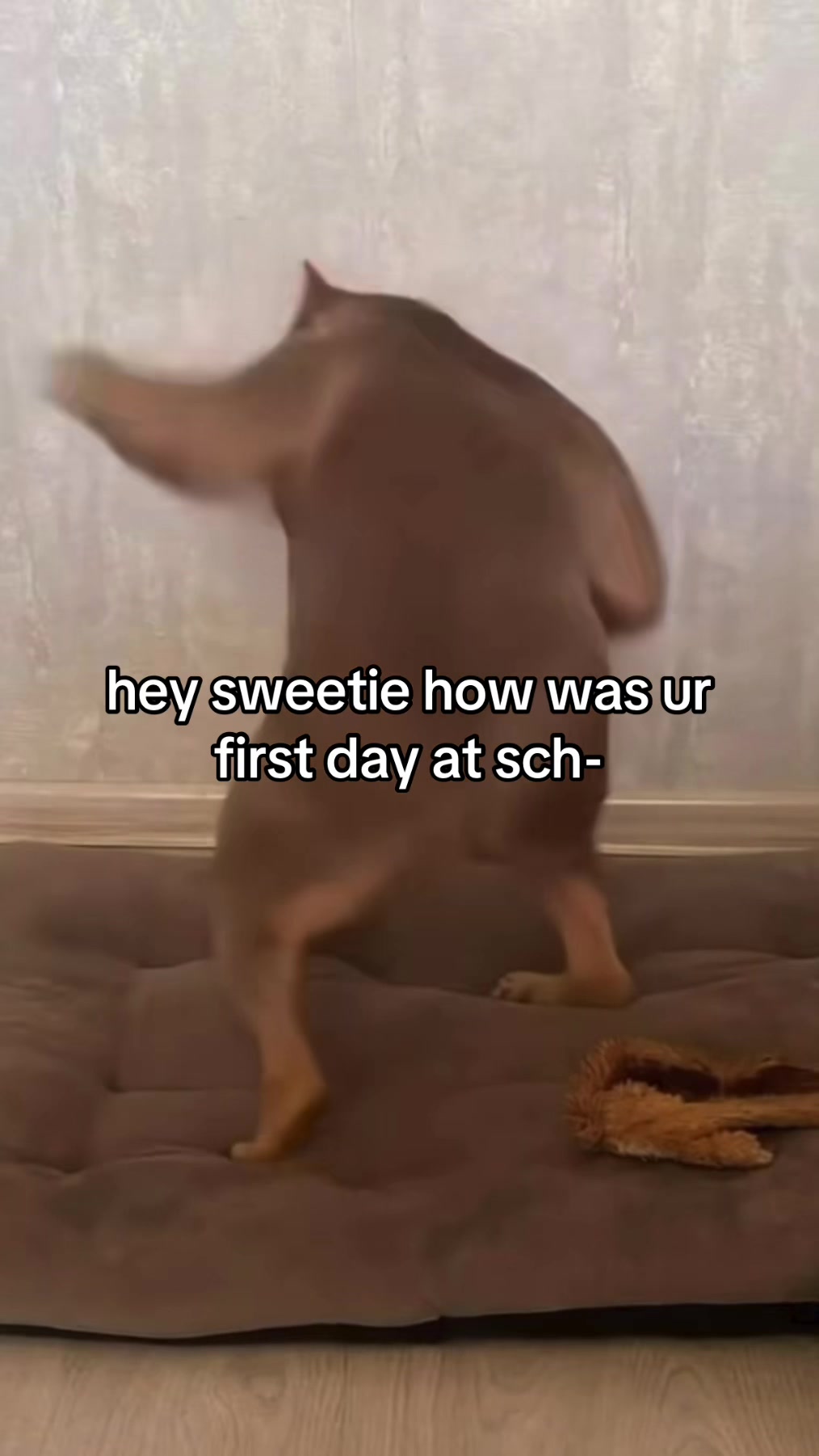 @socrates™️