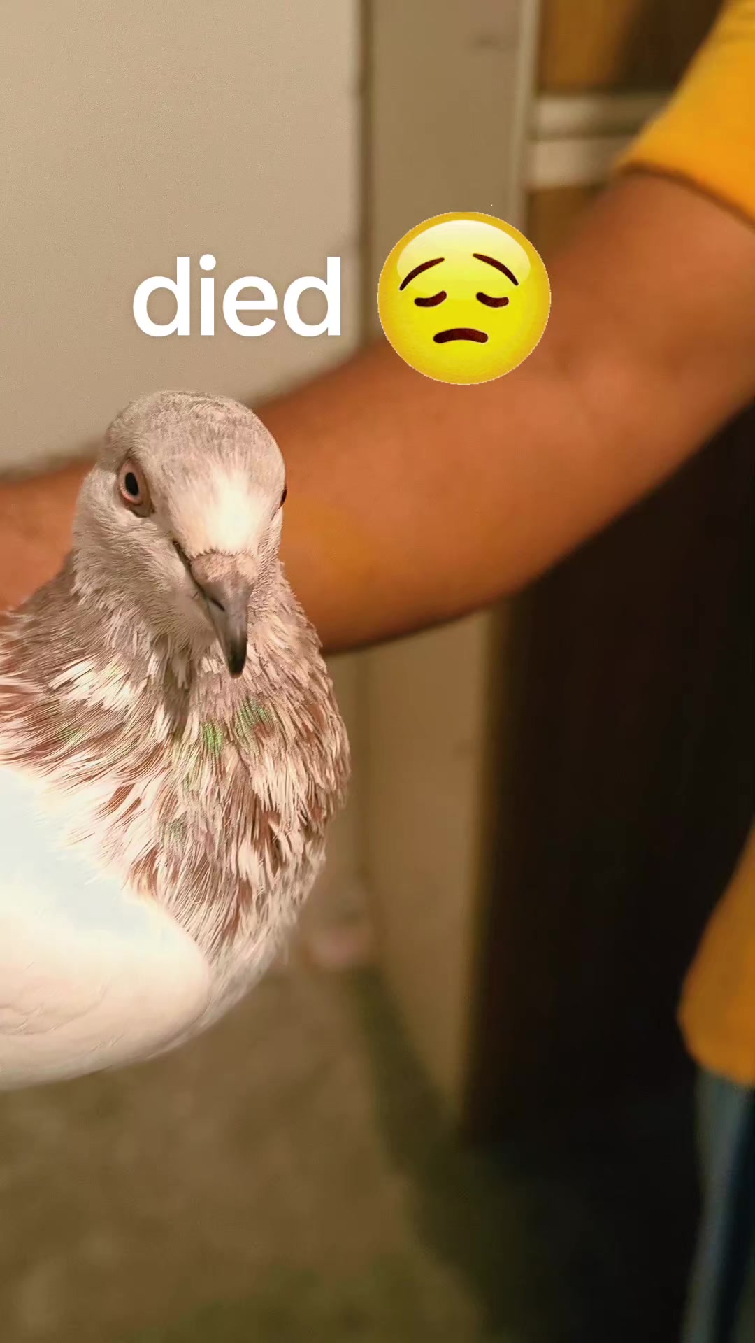 @jutt88