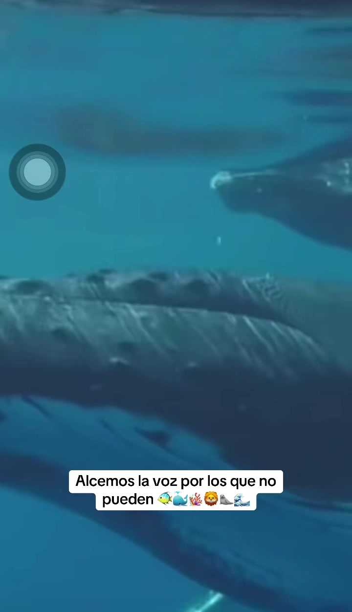 @lilygaygo
