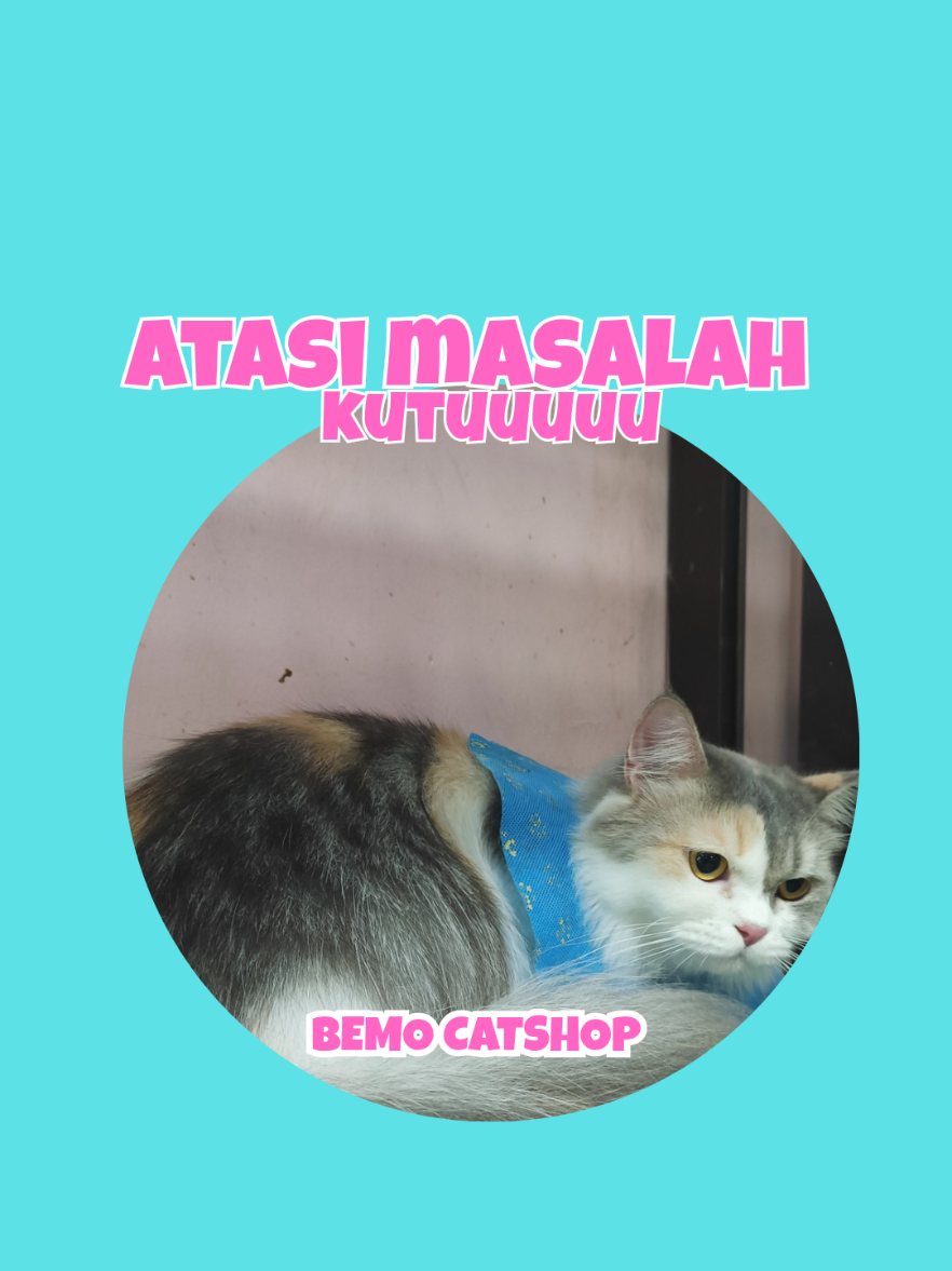 @Bemo Catshop