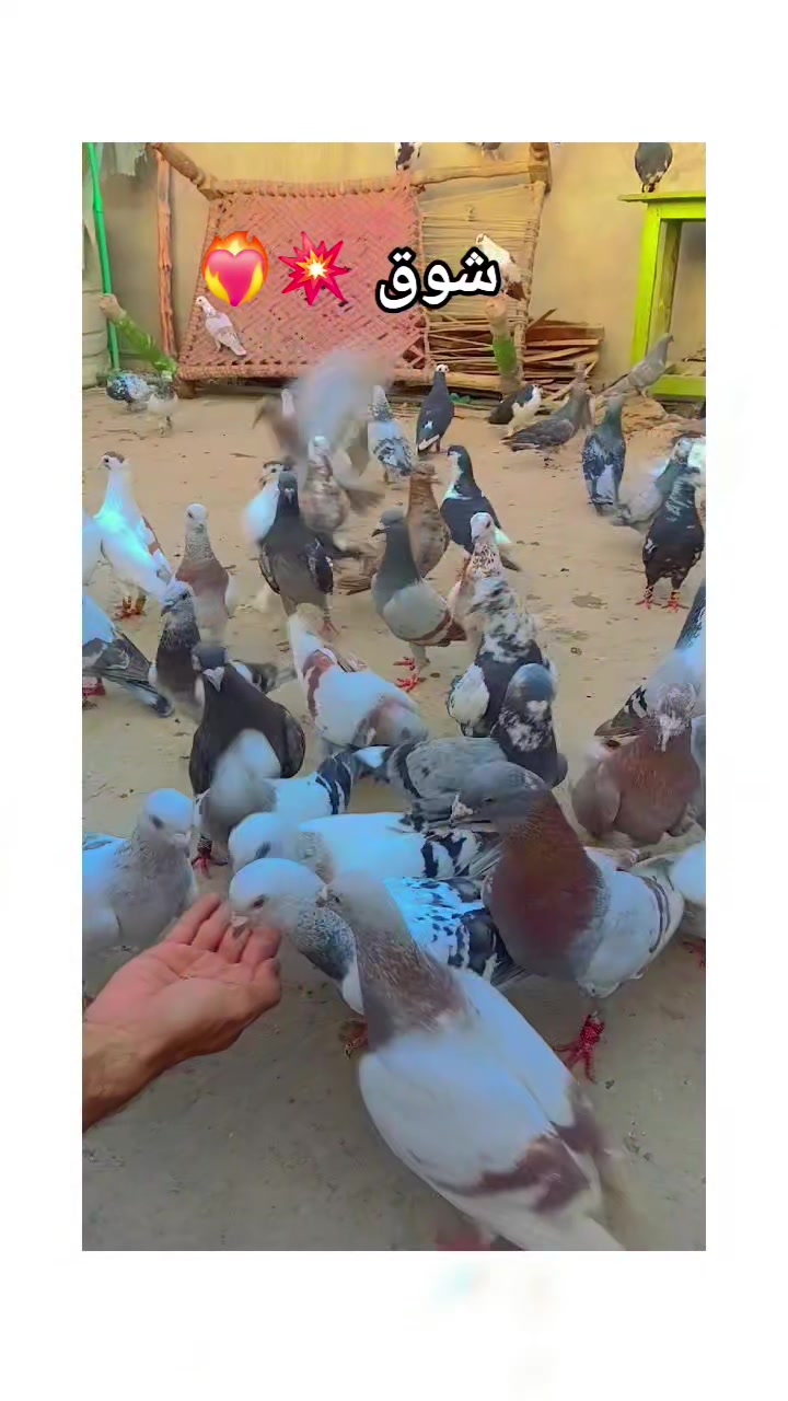 @Aleehaider990